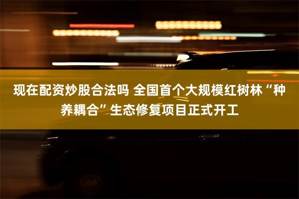 现在配资炒股合法吗 全国首个大规模红树林“种养耦合”生态修复项目正式开工